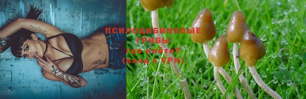 стаф Белокуриха
