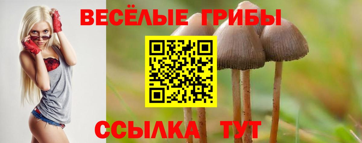 Псилоцибиновые грибы Psilocybe Сердобск